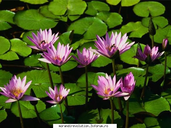 reclamatii luati dupa prostii! site-ul      